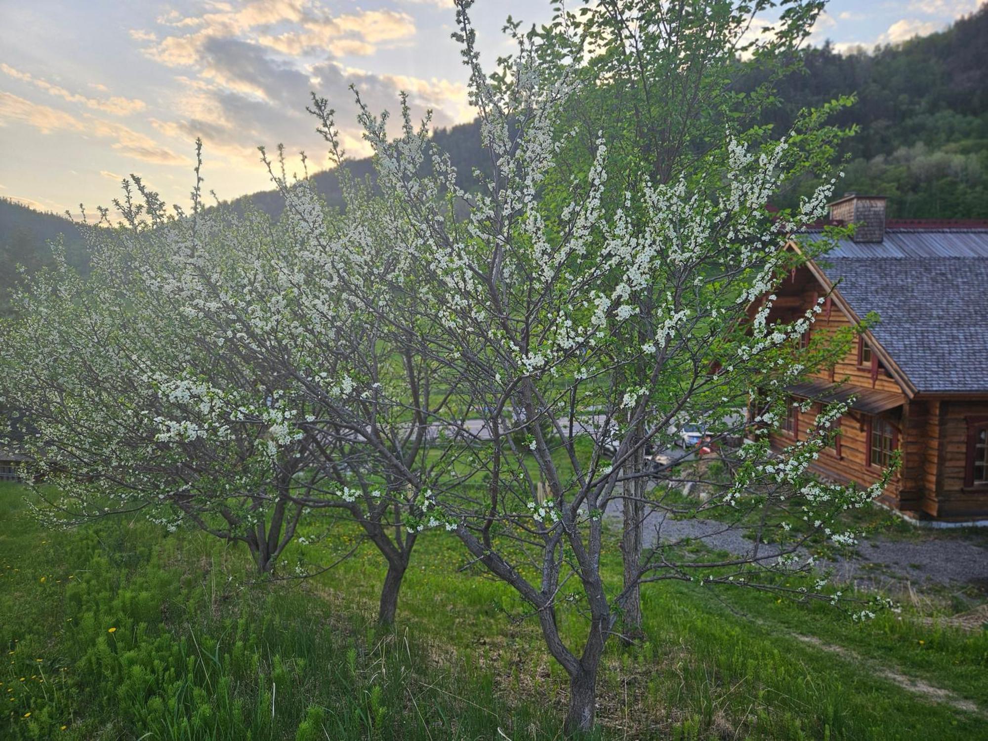 Le Repaire Viking Bed and Breakfast Sainte-Rose-du-Nord Exterior foto
